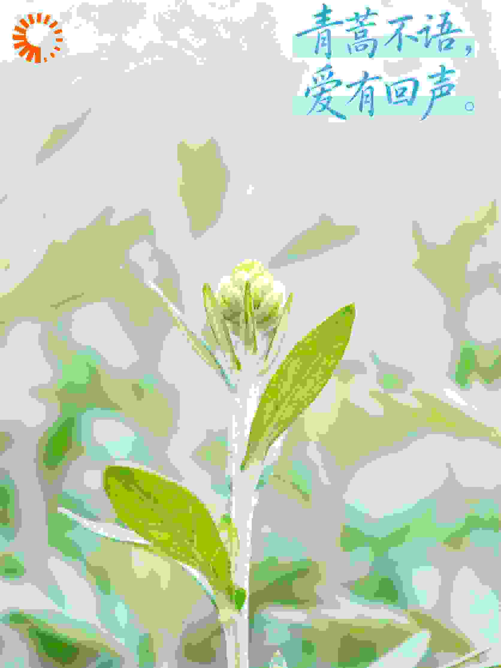 青篙不语，爱有回声